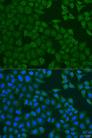 URP2 / FERMT3 Antibody - Immunofluorescence analysis of U2OS cells using FERMT3 Polyclonal Antibody at dilution of 1:100.Blue: DAPI for nuclear staining.