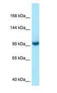US01 / p115 Antibody - US01 / p115 antibody Western Blot of 293T.  This image was taken for the unconjugated form of this product. Other forms have not been tested.