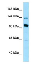 US01 / p115 Antibody - US01 / p115 antibody Western Blot of 293T.  This image was taken for the unconjugated form of this product. Other forms have not been tested.
