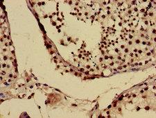US01 / p115 Antibody - Immunohistochemistry image of paraffin-embedded human testis tissue at a dilution of 1:100