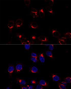 US01 / p115 Antibody - Confocal immunofluorescence analysis of Hela cells using USO1 Polyclonal Antibody at dilution of 1:200.Blue: DAPI for nuclear staining.