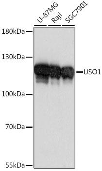 US01 / p115 Antibody - Western blot analysis of extracts of various cell lines using USO1 Polyclonal Antibody at dilution of 1:1000.