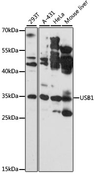 USB1 Antibody - Western blot analysis of extracts of various cell lines, using USB1 antibody at 1:3000 dilution. The secondary antibody used was an HRP Goat Anti-Rabbit IgG (H+L) at 1:10000 dilution. Lysates were loaded 25ug per lane and 3% nonfat dry milk in TBST was used for blocking. An ECL Kit was used for detection and the exposure time was 180s.