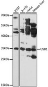 USB1 Antibody - Western blot analysis of extracts of various cell lines, using USB1 antibody at 1:3000 dilution. The secondary antibody used was an HRP Goat Anti-Rabbit IgG (H+L) at 1:10000 dilution. Lysates were loaded 25ug per lane and 3% nonfat dry milk in TBST was used for blocking. An ECL Kit was used for detection and the exposure time was 180s.