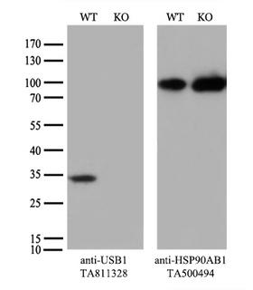 USB1 Antibody - Equivalent amounts of cell lysates  and USB1-Knockout HeLa cells  were separated by SDS-PAGE and immunoblotted with anti-USB1 monoclonal antibody. Then the blotted membrane was stripped and reprobed with anti-HSP90 antibody as a loading control.