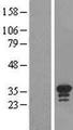 USB1 Protein - Western validation with an anti-DDK antibody * L: Control HEK293 lysate R: Over-expression lysate