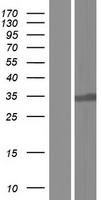 USB1 Protein - Western validation with an anti-DDK antibody * L: Control HEK293 lysate R: Over-expression lysate
