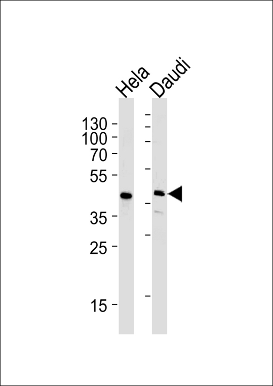 USF1 / USF Antibody - Western blot of lysates from HeLa, Daudi cell line (from left to right) with CREB3L4 Antibody (monoclonal) (M01).Antibody was diluted at 1:1000 at each lane. A goat anti-mouse IgG H&L (HRP) at 1:3000 dilution was used as the secondary antibody. Lysates at 35 ug per lane.