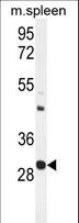 USF1 / USF Antibody - USF1 Antibody western blot of mouse spleen tissue lysates (35 ug/lane). The USF1 antibody detected the USF1 protein (arrow).