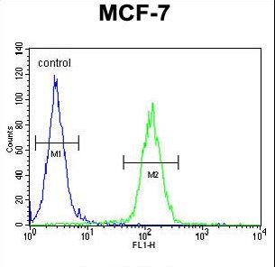 USF1 / USF Antibody - USF1 Antibody flow cytometry of MCF-7 cells (right histogram) compared to a negative control cell (left histogram). FITC-conjugated goat-anti-rabbit secondary antibodies were used for the analysis.