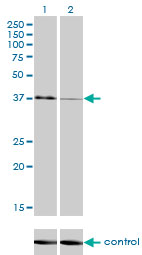 USF1 / USF Antibody - Western blot analysis of USF1 over-expressed 293 cell line, cotransfected with USF1 Validated Chimera RNAi (Lane 2) or non-transfected control (Lane 1). Blot probed with USF1 monoclonal antibody (M01), clone 3F6 . GAPDH ( 36.1 kDa ) used as specificity and loading control.