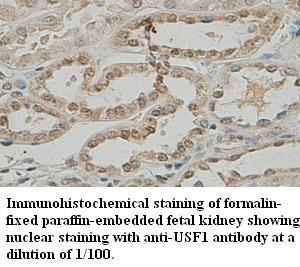 USF1 / USF Antibody