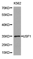 USF1 / USF Antibody - Western blot of extracts of K562 cell lines, using USF1 antibody.