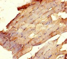 USF1 / USF Antibody - Immunohistochemistry of paraffin-embedded human skeletal muscle tissue using USF1 Antibody at dilution of 1:100