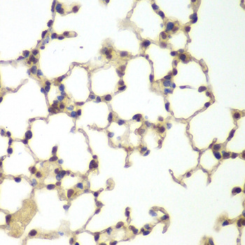 USF1 / USF Antibody - Immunohistochemistry of paraffin-embedded mouse lung tissue.