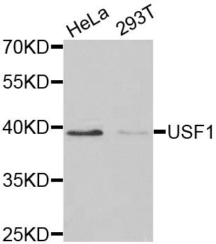 USF1 / USF Antibody - Western blot analysis of extracts of various cell lines, using USF1 antibody at 1:1000 dilution. The secondary antibody used was an HRP Goat Anti-Rabbit IgG (H+L) at 1:10000 dilution. Lysates were loaded 25ug per lane and 3% nonfat dry milk in TBST was used for blocking.