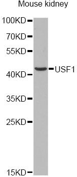 USF1 / USF Antibody - Western blot analysis of extracts of mouse kidney, using USF1 antibody at 1:1000 dilution. The secondary antibody used was an HRP Goat Anti-Rabbit IgG (H+L) at 1:10000 dilution. Lysates were loaded 25ug per lane and 3% nonfat dry milk in TBST was used for blocking.