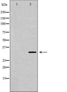 USF1 / USF Antibody - Western blot analysis of extracts of K562 cells using USF1 antibody. The lane on the left is treated with the antigen-specific peptide.