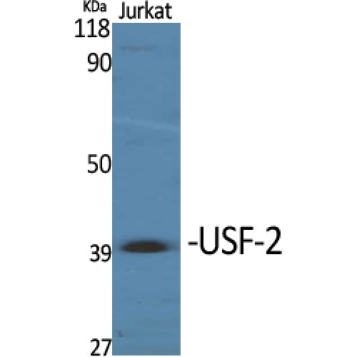 USF2 Antibody - Western blot of USF-2 antibody