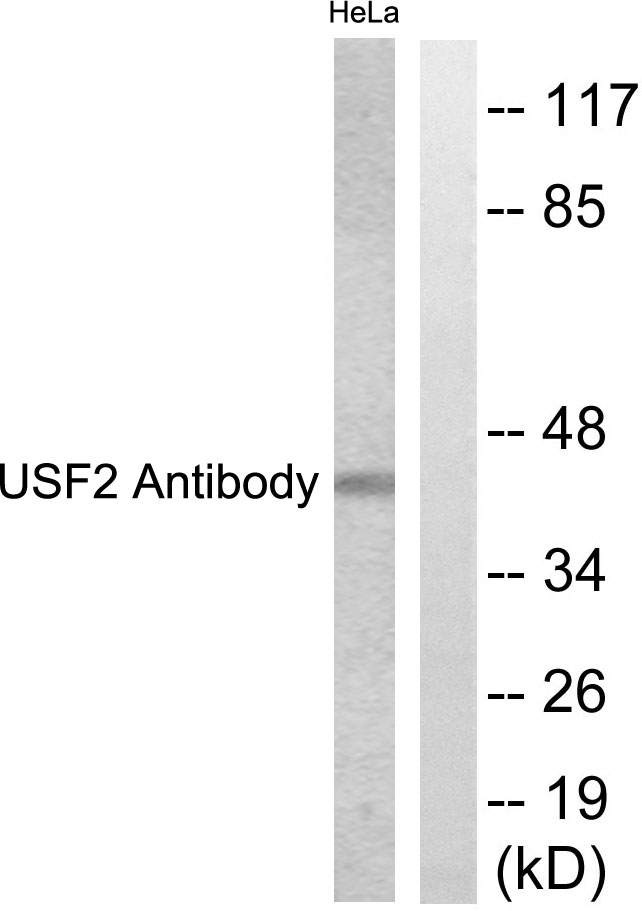 USF2 Antibody - Western blot analysis of lysates from HeLa cells, using USF2 Antibody. The lane on the right is blocked with the synthesized peptide.