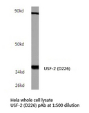 USF2 Antibody - Western blot of USF2 (D226/D159) pAb in extracts from HeLa cells.