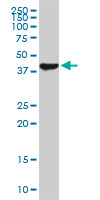 USF2 Antibody - USF2 monoclonal antibody (M01), clone 5E9. Western blot of USF2 expression in PC-12.