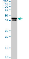USF2 Antibody - USF2 monoclonal antibody (M01), clone 5E9. Western blot of USF2 expression in HeLa NE.