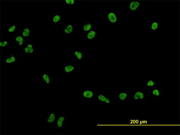 USF2 Antibody - Immunofluorescence of monoclonal antibody to USF2 on HeLa cell. [antibody concentration 10 ug/ml]