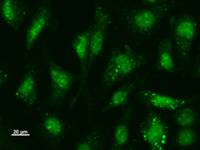USF2 Antibody - Immunostaining analysis in HeLa cells. HeLa cells were fixed with 4% paraformaldehyde and permeabilized with 0.1% Triton X-100 in PBS. The cells were immunostained with anti-USF2 mAb.
