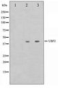 USF2 Antibody - Western blot of HeLa and HepG2 cell lysate using USF2 Antibody