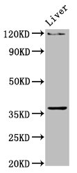 USF2 Antibody - Positive Western Blot detected in Rat liver tissue. All lanes: USF2 antibody at 4.5 µg/ml Secondary Goat polyclonal to rabbit IgG at 1/50000 dilution. Predicted band size: 37, 31, 24 KDa. Observed band size: 37 KDa