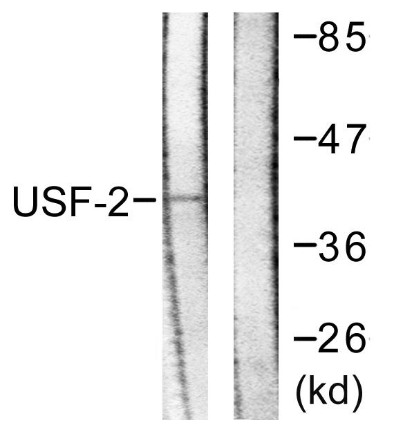 USF2 Antibody - Western blot analysis of extracts from HeLa cells, using USF2 antibody.