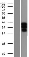 USF2 Protein - Western validation with an anti-DDK antibody * L: Control HEK293 lysate R: Over-expression lysate