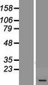 USMG5 Protein - Western validation with an anti-DDK antibody * L: Control HEK293 lysate R: Over-expression lysate