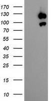 USP10 Antibody - HEK293T cells were transfected with the pCMV6-ENTRY control (Left lane) or pCMV6-ENTRY USP10 (Right lane) cDNA for 48 hrs and lysed. Equivalent amounts of cell lysates (5 ug per lane) were separated by SDS-PAGE and immunoblotted with anti-USP10.