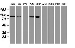 USP10 Antibody - Western blot of extracts (35 ug) from 9 different cell lines by using anti-USP10 monoclonal antibody.