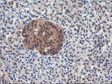 USP10 Antibody - IHC of paraffin-embedded Human pancreas tissue using anti-USP10 mouse monoclonal antibody.