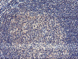 USP10 Antibody - IHC of paraffin-embedded Human tonsil using anti-USP10 mouse monoclonal antibody.