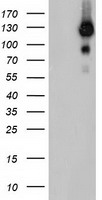 USP10 Antibody - HEK293T cells were transfected with the pCMV6-ENTRY control (Left lane) or pCMV6-ENTRY USP10 (Right lane) cDNA for 48 hrs and lysed. Equivalent amounts of cell lysates (5 ug per lane) were separated by SDS-PAGE and immunoblotted with anti-USP10.