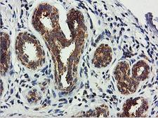 USP10 Antibody - IHC of paraffin-embedded Human breast tissue using anti-USP10 mouse monoclonal antibody.