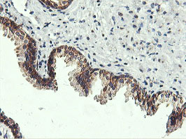 USP10 Antibody - IHC of paraffin-embedded Human prostate tissue using anti-USP10 mouse monoclonal antibody.