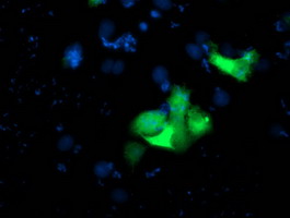 USP10 Antibody - Anti-USP10 mouse monoclonal antibody immunofluorescent staining of COS7 cells transiently transfected by pCMV6-ENTRY USP10.
