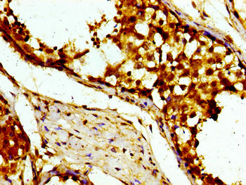 USP10 Antibody - Immunohistochemistry image of paraffin-embedded human testis tissue at a dilution of 1:100