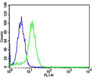USP11 Antibody - Flow cytometric of HeLa cells with USP11 Antibody (C-term R565) (green) compared to an isotype control of mouse IgG1 (blue). Antibody was diluted at 1:25 dilution. An Alexa Fluor 488 goat anti-mouse lgG at 1:400 dilution was used as the secondary antibody.