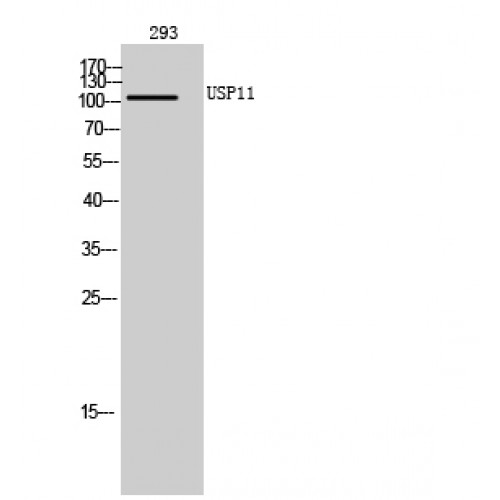USP11 Antibody - Western blot of USP11 antibody