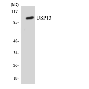 USP13 Antibody - Western blot analysis of the lysates from RAW264.7cells using USP13 antibody.