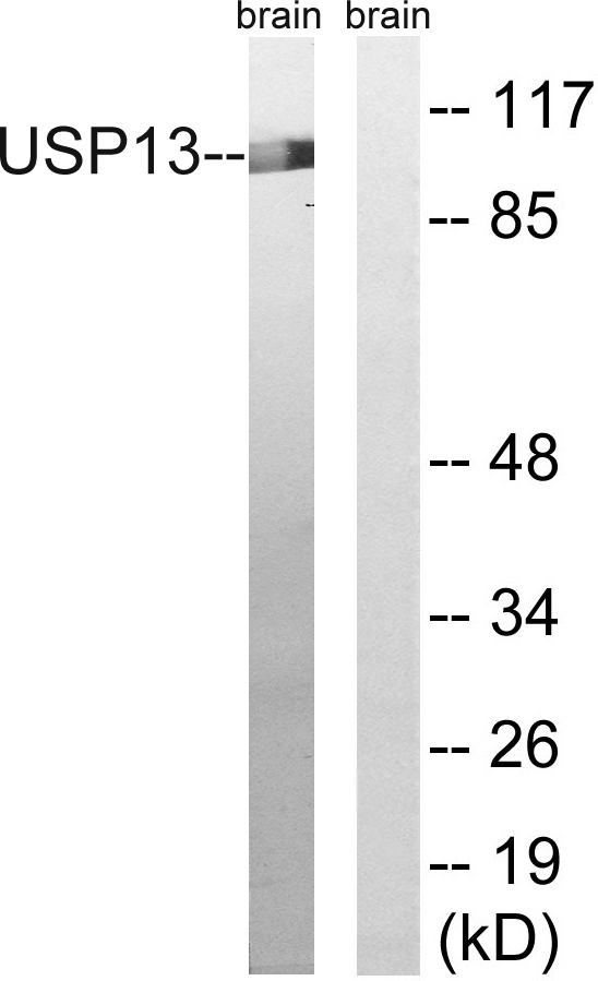 USP13 Antibody - Western blot analysis of lysates from mouse brain, using USP13 Antibody. The lane on the right is blocked with the synthesized peptide.