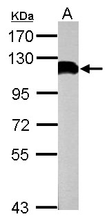 USP13 Antibody - Sample (50 ug of whole cell lysate) A: mouse brain 7.5% SDS PAGE USP13 antibody diluted at 1:1000