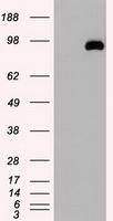 USP13 Antibody - HEK293T cells were transfected with the pCMV6-ENTRY control (Left lane) or pCMV6-ENTRY USP13 (Right lane) cDNA for 48 hrs and lysed. Equivalent amounts of cell lysates (5 ug per lane) were separated by SDS-PAGE and immunoblotted with anti-USP13.