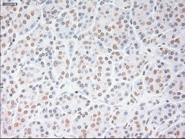 USP13 Antibody - Immunohistochemical staining of paraffin-embedded pancreas tissue using anti-USP13 mouse monoclonal antibody. (Dilution 1:50).